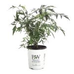 Proven Winners Black Lace Elderberry (Sambucus) Live Shrub, Pink Flowers, 4.5 in. Quart