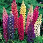 Lupine Russell Strain Mixture Nice Garden Flower 50 Seeds, Brown