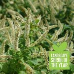 Proven Winners Shrub Plants|Fizzy Mizzy Sweetspire (Itea)