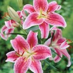 Van Zyverden Lily Stargazer Dormant Partial Sun Perennial Bulb - Red - 3 ct