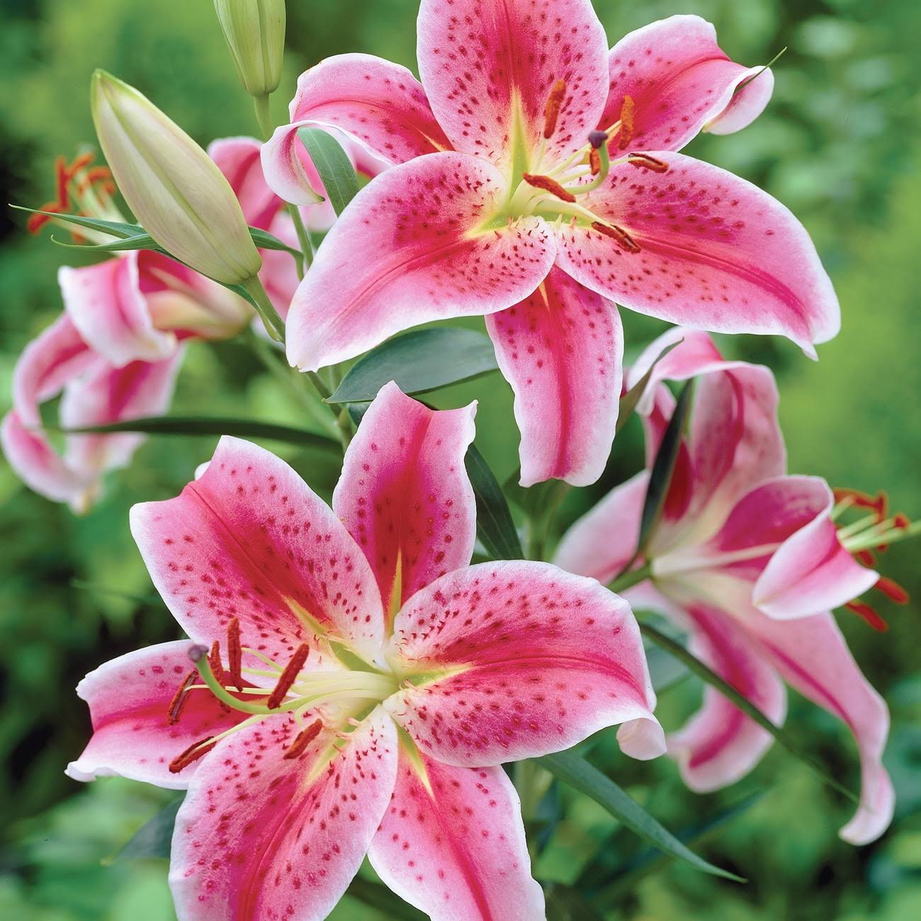 3b94d60c09b8a52f0da2b15fc1ece5edd6f9b4df4b6e812e59bb5c973eeaf7ed.jpg Van Zyverden Lily Stargazer Dormant Perennial Bulb Partial Sun; 3-6hrs Red - Image 1