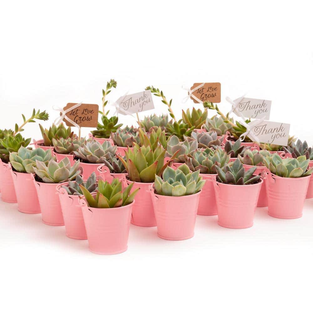 3bc1b22477a888a20bcd2b5f738c65543f086fff3cf1ac5f7af7e902e79a2c33.jpg The Succulent Source 2 in. Wedding Event Rosette Succulents Plant with Pink Metal Pails and Let Love Grow Tags (30-Pack) - Image 1