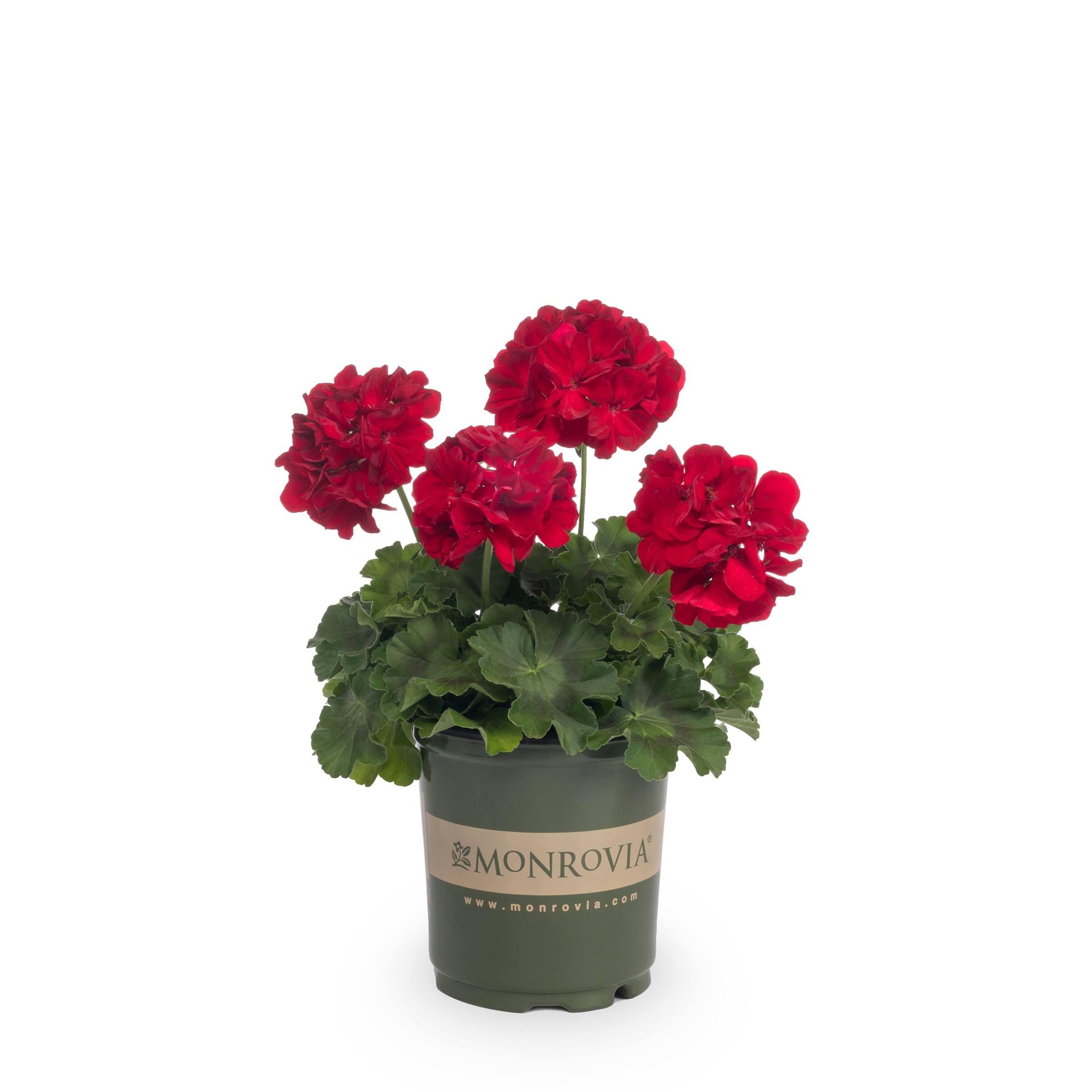3c2dfe89e46aec0a119d78964bf38cda1a0afb659fa2b1135f69a24058cb3e25.jpg Monrovia Red Geranium in 2.5-Quart Pot | Nursery - Image 1