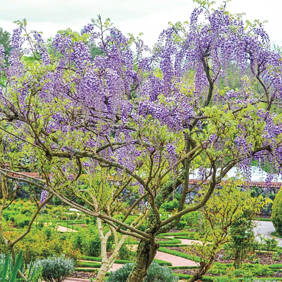 3d064fa8d248011d10816aecf2a5fe11519cec0ca912f44bc89f2ddd454c699c.jpg Spring Hill Nurseries Tree Form Wisteria Blue Flowering Shrub Bare Root | 13344 - Image 1