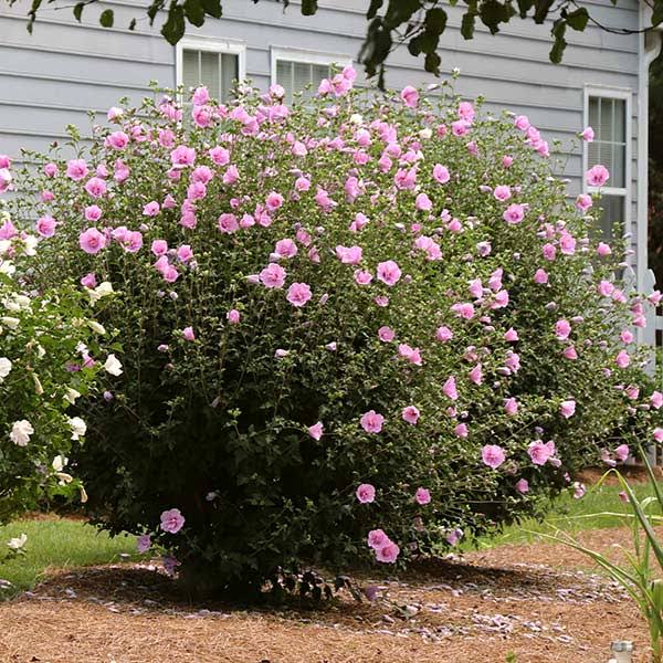 3d997d279d825a75317911d96c8499dcfc197a21b43638a2b21d660b04e64734.jpg 2-3 ft. - Aphrodite Rose of Sharon Althea Shrub/Bush - You��ll Fall in Love with This Beauty, Outdoor Plant - Image 1
