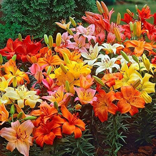 3d9c32998156ddb5ca161170178a7303a18b229db8b85651671f4e2b59b6e6c4.jpg Asiatic Lilies Mix 10 Pack of Bulbs - Freshly Dug Perennial Lily Flower Bulbs - Image 1
