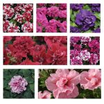 Petunia - Double Madness Series Flower Garden Seed -Pelleted-Color Mix