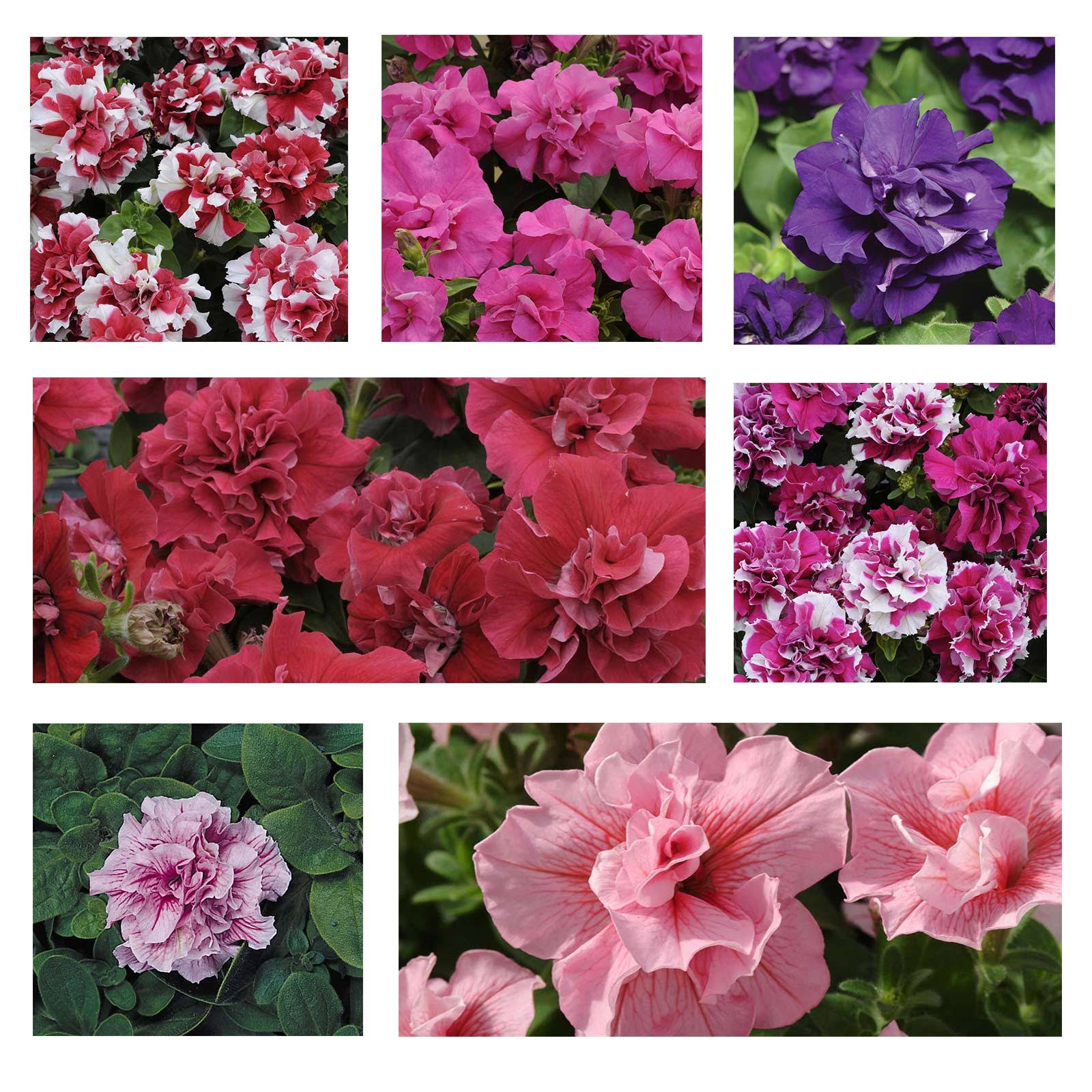 3e5596053794071d25dd1c8d67f1f44696b3a0da256bf51c3066a9d5665694e2.jpg Petunia - Double Madness Series Flower Garden Seed -Pelleted-Color Mix - Image 1