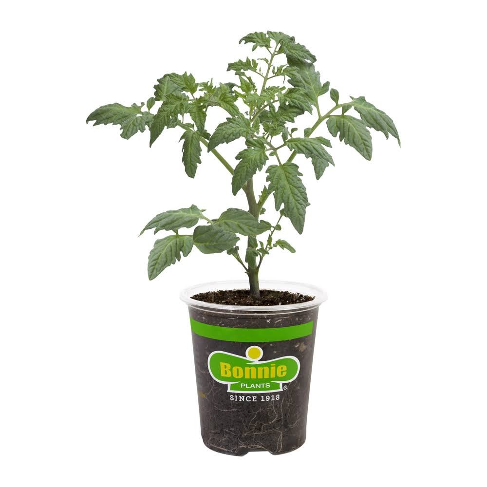 19.3 oz. Cherokee Purple Heirloom Tomato Plant