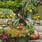 4.5 in. Quart Primo Mahogany Monster Coral Bells (Heuchera) Live Plant, Cream Flowers and Mahogany Red Foliage