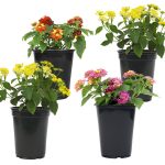 Altman Plants Lantana in 1.64-Pint Pot 4-Pack | 0881420