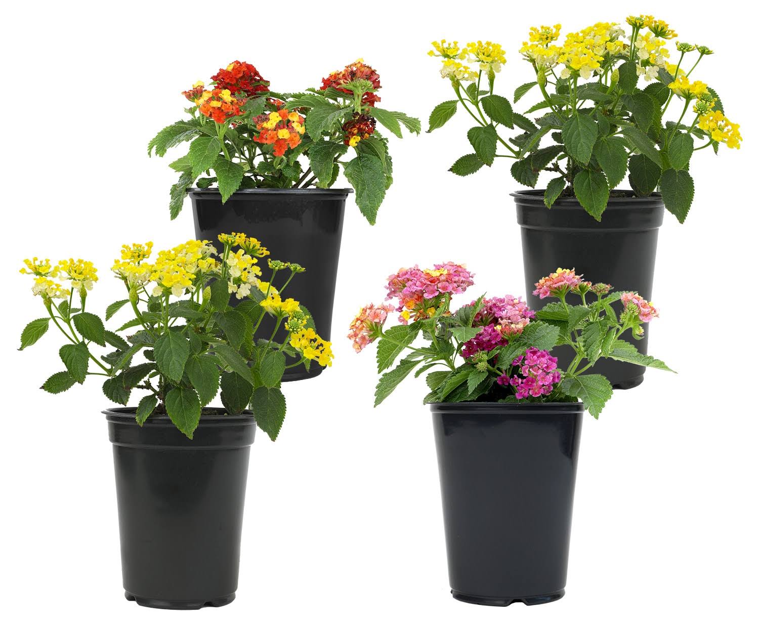 404ff8d65968a9deb91952a781b2b2ac537849d914152acf74a1ba4f6e588218.jpg Altman Plants Lantana in 1.64-Pint Pot 4-Pack | 0881420 - Image 1