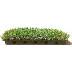 St. Augustine 'Seville' Sod - 3 Live Plugs - Drought, Salt & Shade Tolerant Turf Grass, Men's, Size: 72 Plugs