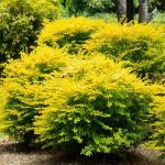 Southern Living Plants Sunshine Ligustrum Evergreen Shrub 2 Gal