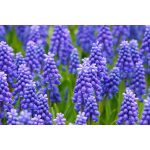 20 Grape Hyacinth Muscari Armeniacum Fragrant Blue Purple Ground Cover Flower Seeds