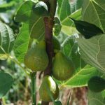 Lattarula Italian Honey Fig Tree - 3 Live Starter Plants - Ficus Carica - Edible Fruit Tree for The Patio and Garden