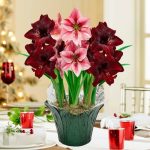 Gardens Alive! 9 in. Pot Festival Red and Pink Flowering Amaryllis (Hippaestrum) 3 Bulb Holiday Gift Kit, Planted in A Foil Wrapped