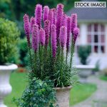 Van Zyverden Blazing Star Giant Liatris Spicata 25 Bulbs