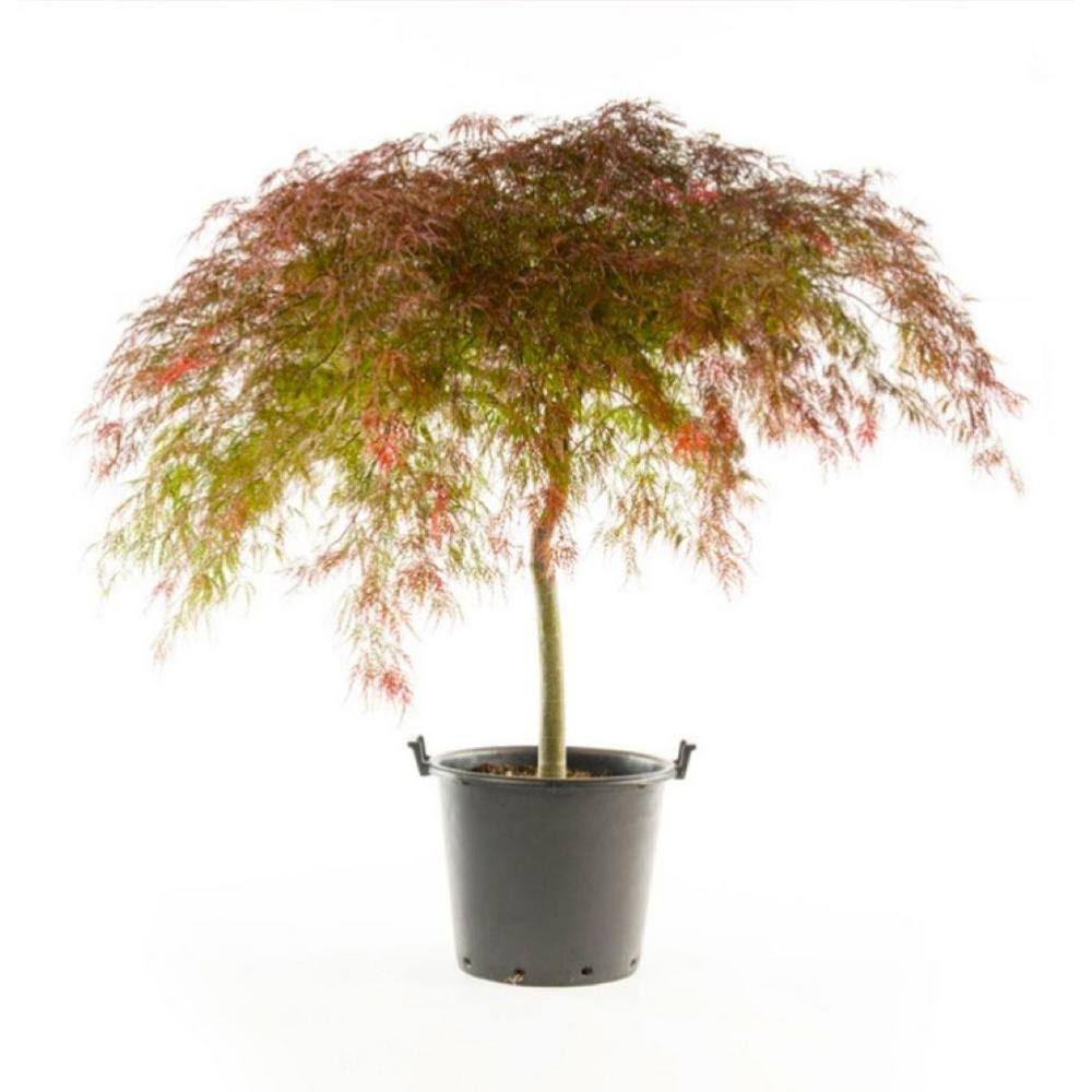 2 gal. Crimson Queen Dwarf Japanese Maple Tree with Cascading Branches and Deep Crimson Color