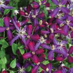 Proven Winners 1 gal. Sweet Summer Love (Clematis) Live Shrub, Red-Purple Flowers