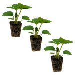 Ferry-Morse Plantlings Live Baby Plants 1-3in. Delizz Strawberries, 3-Pack