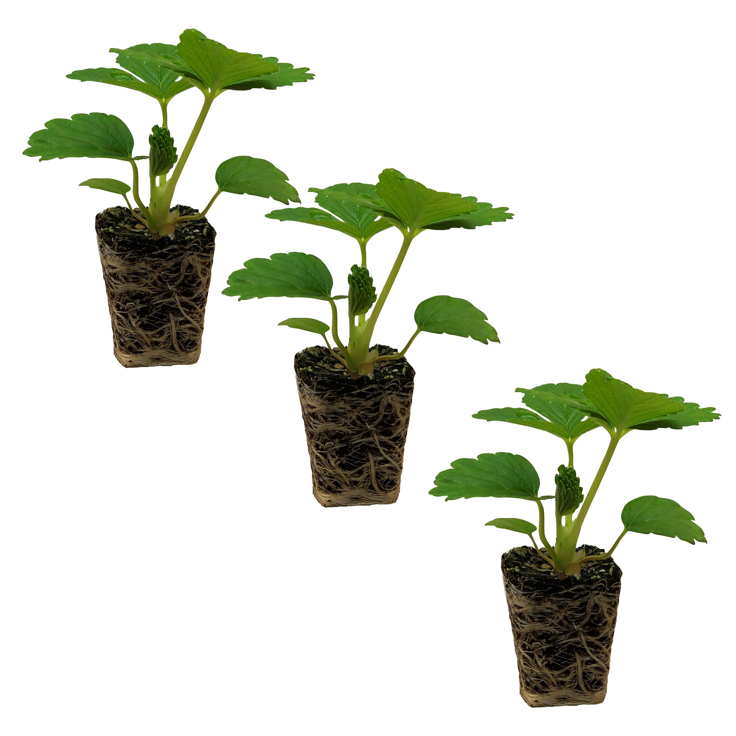 43130fee0983c3860fca3c01e2f5f9cff2a4b7a31c2355fb8338c73ba2bebd79.jpg Ferry-Morse Plantlings Live Baby Plants 1-3in. Delizz Strawberries, 3-Pack - Image 1