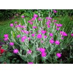 200 Organic Rose Campion Magenta Silver Catchfly Lychnis Silene Coronaria Flower Seeds