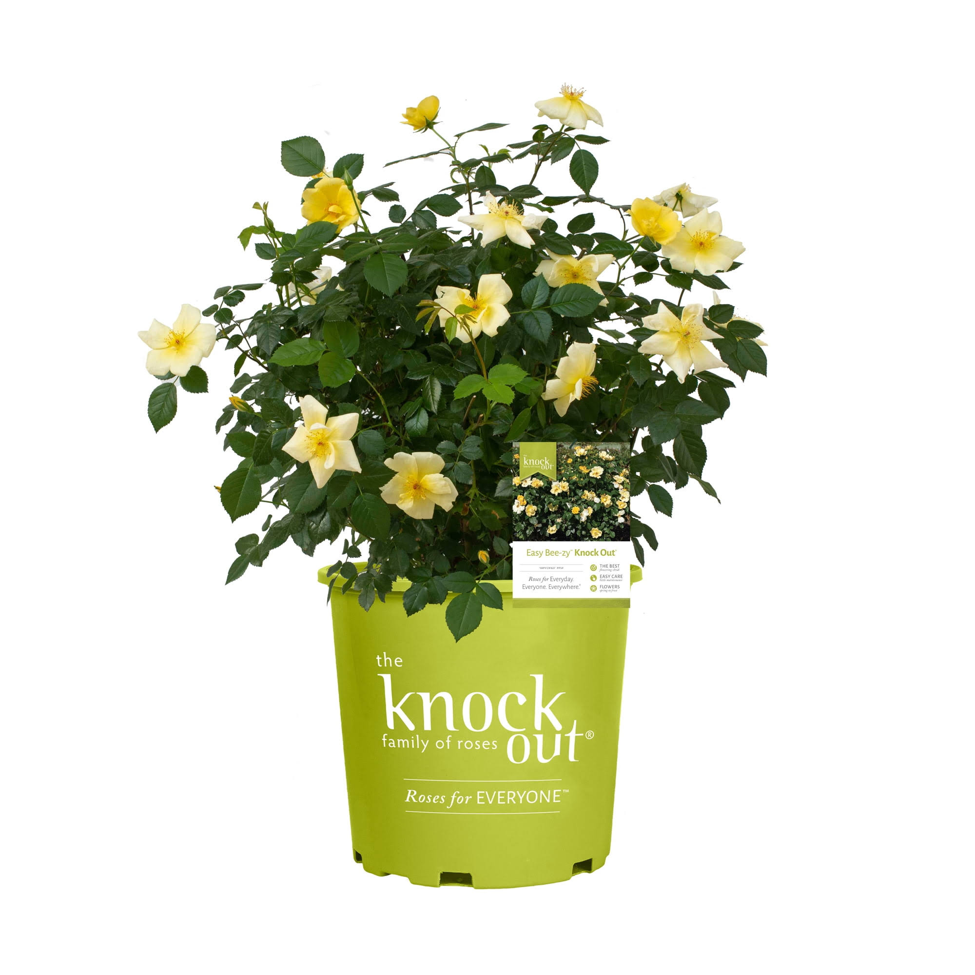 43be60b7d592399a6fcef7374ce3009b30dd1a61e83d4b523b8ce4872defac41.jpg 1 Gallon Knock Out Easy Bee-zy Rose Plant with Bright Yellow Flowers - Image 1