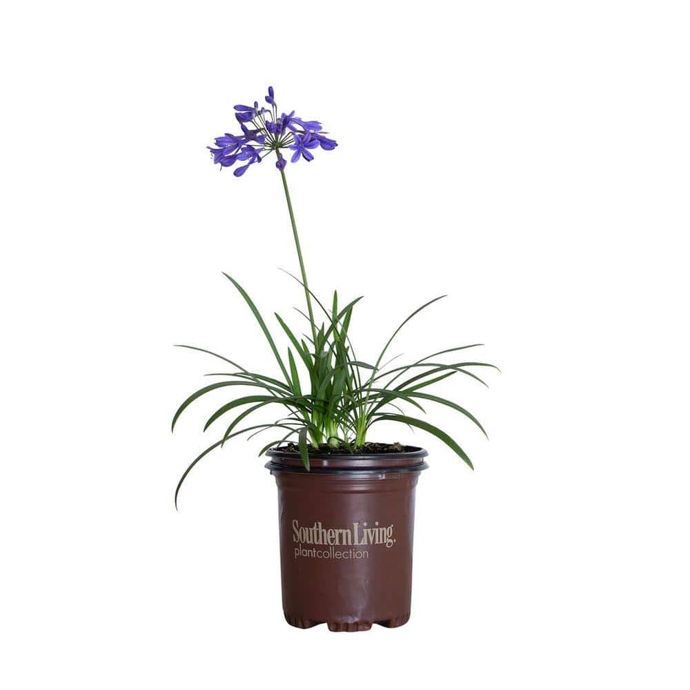 4408e32ad21fd5ac6444a66322f2678ed613658bd72d2d44c39da41c2e4cd3c7.jpg 2.5 Qt. Little Blue Fountain Agapanthus with Deep Blue Flowers, Live Perennial Plant - Image 1