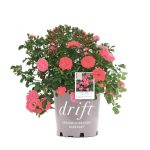 1 gal. Coral Drift Rose Bush with coral-Orange Flowers