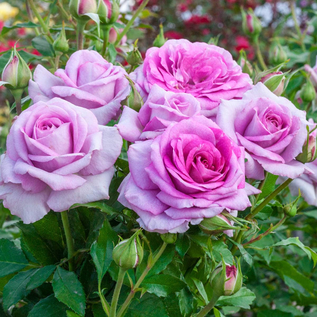 44ce97efc5813061ca95b01a6bfb8092855b6bcc06ef9152ff9b9fc4306c12de.jpg Spring Hill Nurseries 1 Pack in Bare Root Lavender Flowering Lifes Little Pleasures Mini Rose | 86303 - Image 1