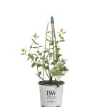 Proven Winners 1 gal. Scentsation Honeysuckle (Lonicera) Live Shrub, Yellow Flowers and Red Berries