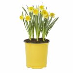 Expert Gardener Daffodil Live Plants - Yellow - 2.5 qt