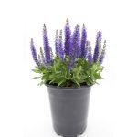 2.5 qt. Purple Salvia Live Flowering Perennial Plant