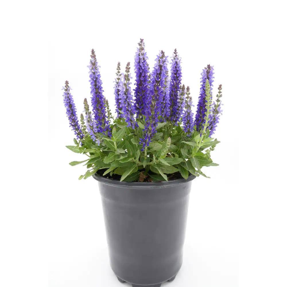 455e38af836a1db335fefe8f2b0c617f94cc0647f1139caedc80fbc7099ac840.jpg 2.5 qt. Purple Salvia Live Flowering Perennial Plant - Image 1