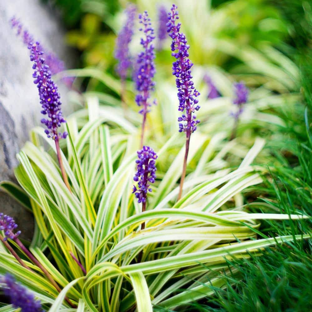 45e824c2a3aa80ee64f3015a5acb22f045c6198168cbe2ca3a90ca76abe14b9e.jpg 4 in. Variegated Liriope Flowering Shrub with Purple Blooms - 15 Piece - Image 1