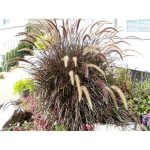 25 Purple Fountain Grass Ornamental Pennisetum Setaceum Dark Burgundy Flower Seeds