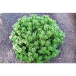 1 gal. Dwarf Mountain Pine Mugo Shrub