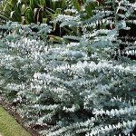 10 Baby Blue Seeds, Silver Leaved Mountain Gum, Powdered Gum, Mountain Silver Seeds - 10 Seeds (Eucalyptus pulverulenta) - 10 Count per Pack