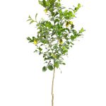 Brighter Blooms - Meyer Lemon Tree, 4-5 ft. - No Shipping to AL, Az, Ca, FL, Ga, La, or, and TX