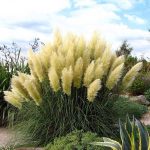 4 White Pampas Grass Plants - Cortaderia Selloana - 2.5" Pots