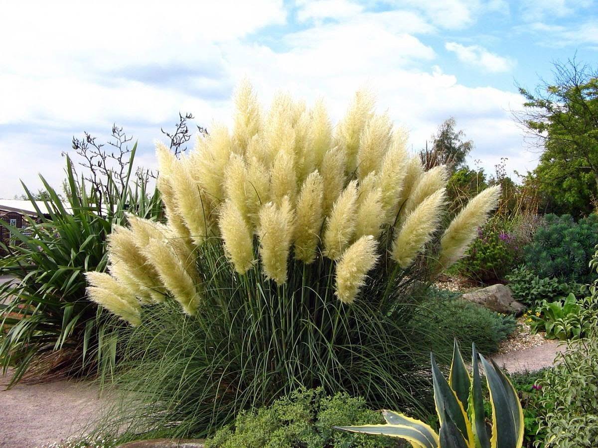 48d417e44bed432269ff75f8a4f3ab1f2c0096d2ab50c93071eff71bc6f13a8e.jpg 4 White Pampas Grass Plants - Cortaderia Selloana - 2.5" Pots - Image 1