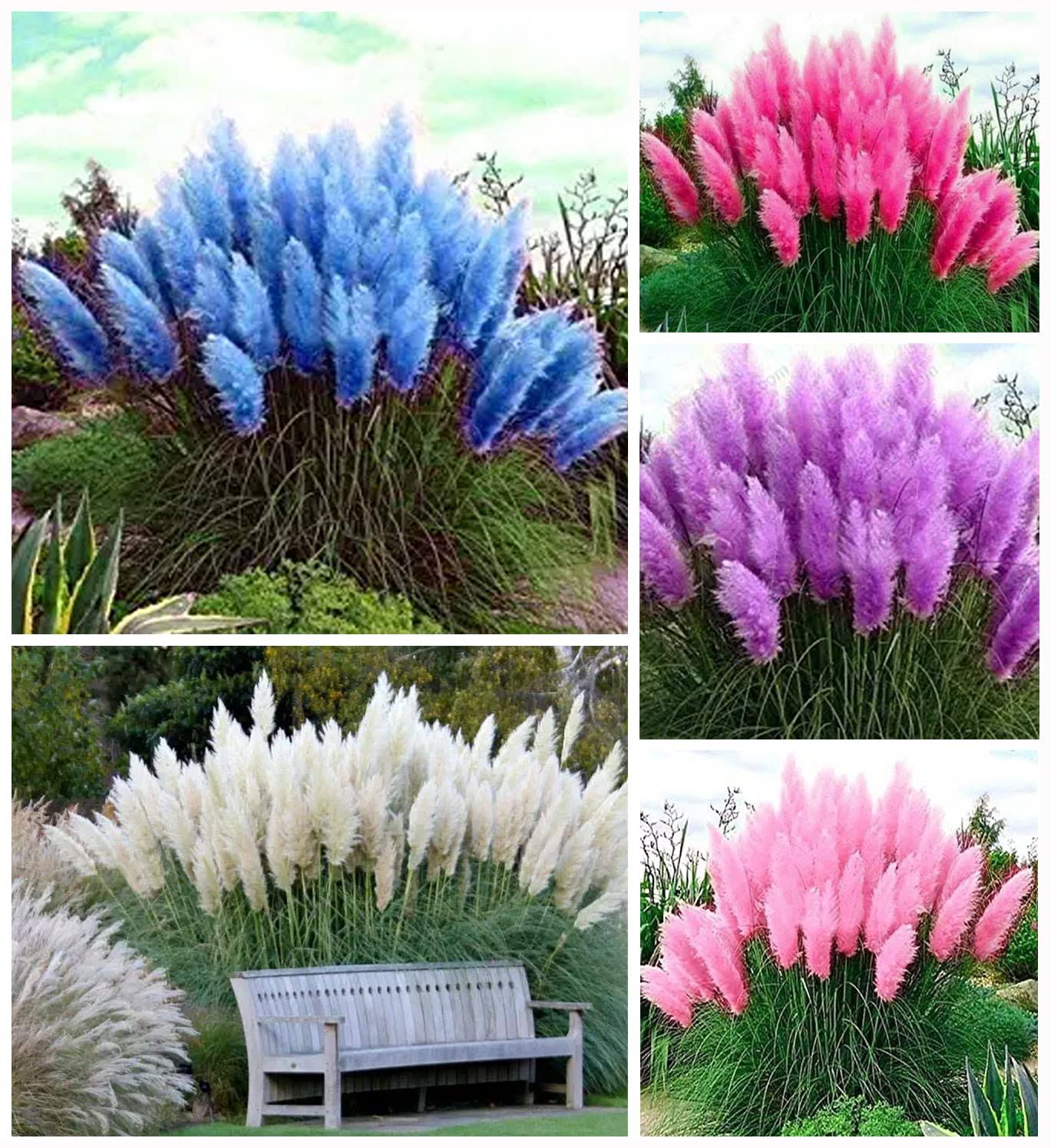 48d9825aba9474d932da765b6949f4d469790e71a86d35c4d0bf422982f1a626.jpg 100+ Pcs Mix Pampas Grass Seeds Heirloom Ornamental Grass Seeds Rare Plants Decor Garden - Image 1