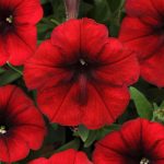 Petunia - Easy Wave Flower Garden Seed - 100 Pelleted Seeds - Red Velour Blooms - Annual Flowers - Spreading Low Growing Petunias