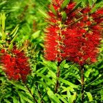 3 gal. Little John Dwarf Bottlebrush Shrub with Red Flowers