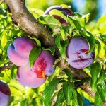 3-4 ft. - Methley Plum Tree - Stunning Flower and Fruit Production, Outdoor Plant