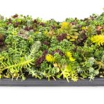 Altman Plants 10in by 20in Multicolored Sedum Mat Live Plant