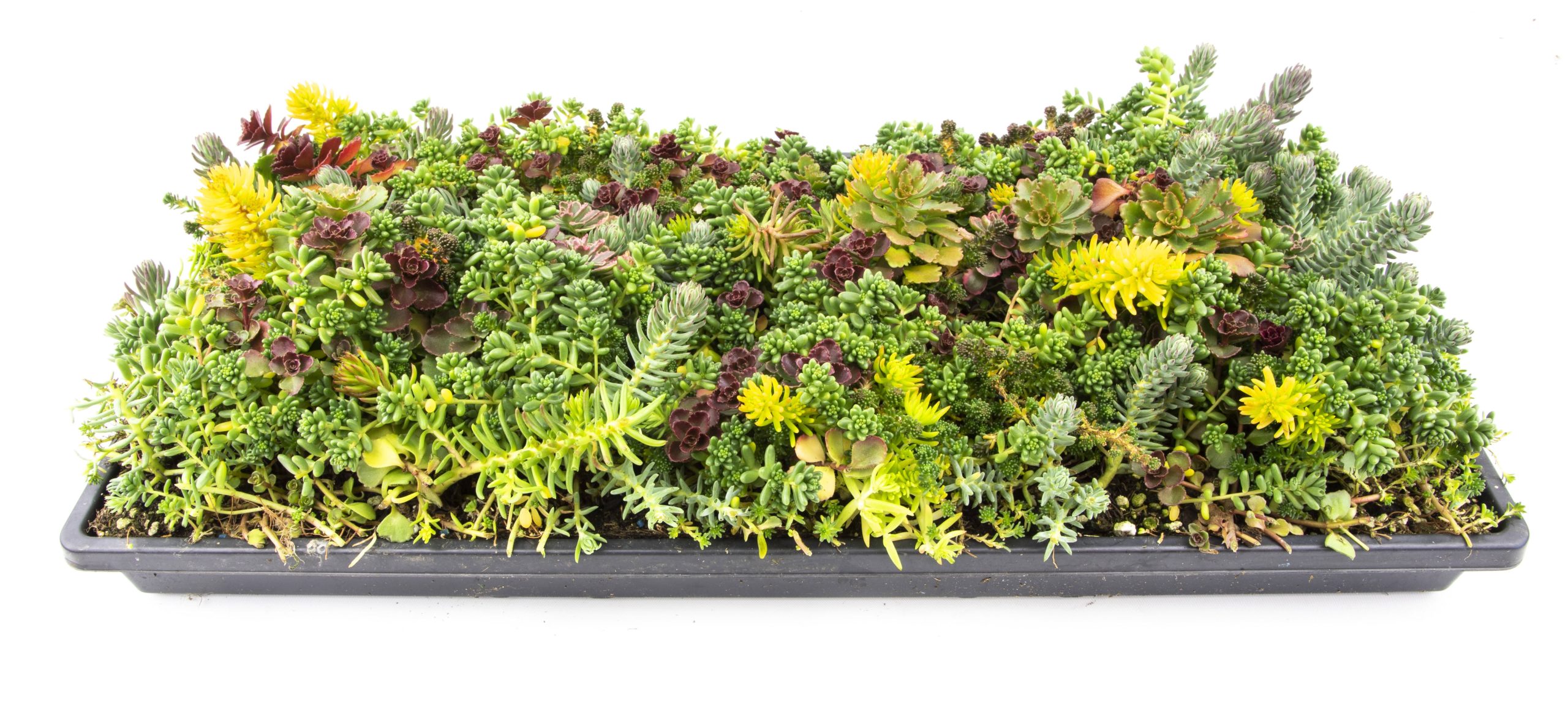 4a3070908d292bc684b33008a4f27ab38ea4c785e6e38f36edcbceb63d65c6fb.jpg Altman Plants 10in by 20in Multicolored Sedum Mat Live Plant - Image 1