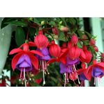20 Hardy Fuchsia Magellanica Pink Purple Hummingbird Flower Shrub Seeds