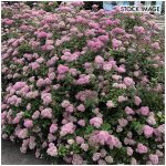 Van Zyverden Spiraea Poprocks Petite 4 inch Potted Rocketliners Set of 3 Plants Pink Full Sun